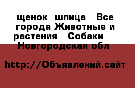 щенок  шпица - Все города Животные и растения » Собаки   . Новгородская обл.